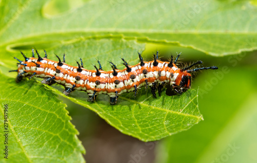 Canvas Print Variegated Fritillary butterfly caterpillar eating a Passion Vine leaf