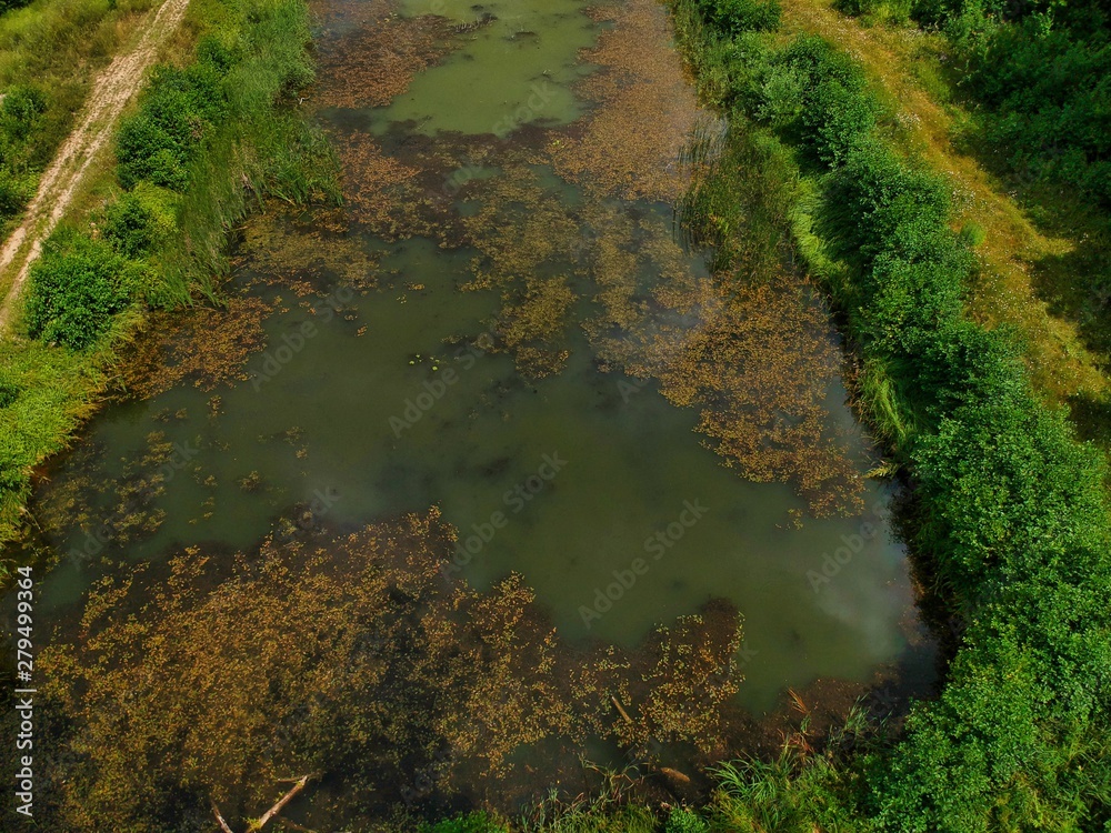 stream in the forest