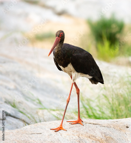 black stork