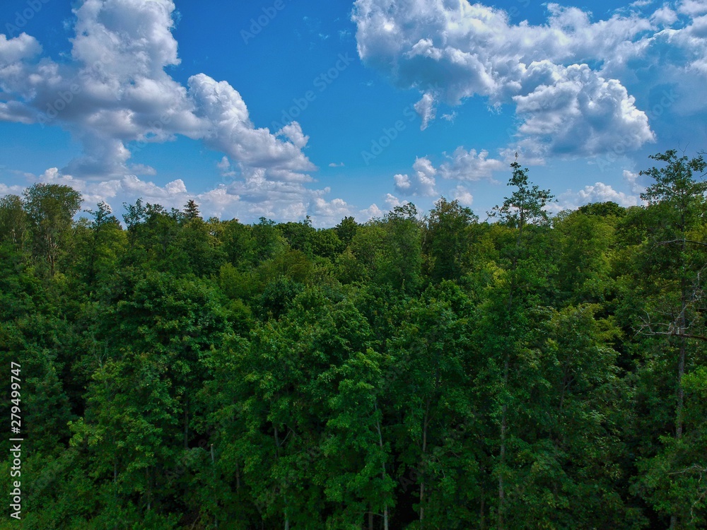 landscape with trees and blue sky