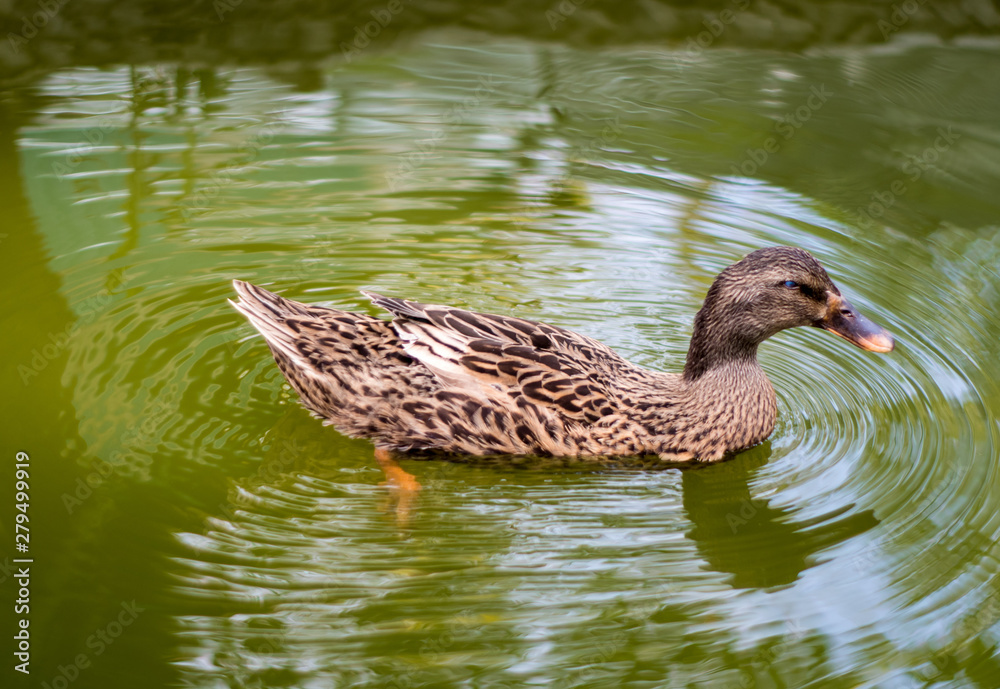 Fototapeta premium Mallard duck Nap while floating on water