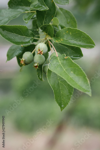 Green fruit of sea bream after spring rain，Malus spectabilis