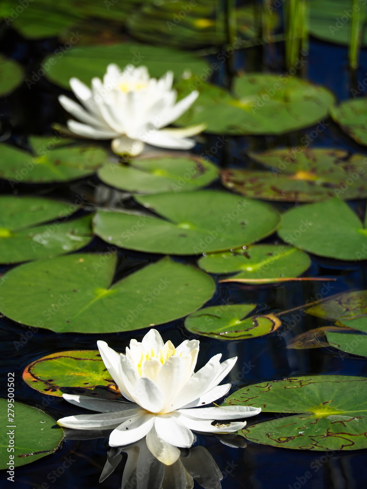 Two white water lilies floating among green foliage Two white water lilies floating among green foliage