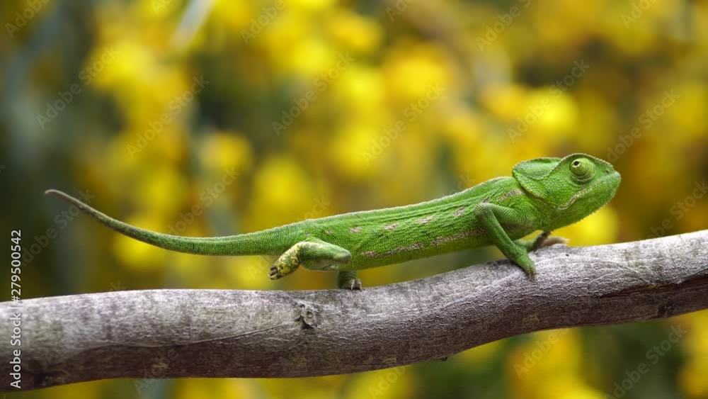 green common chameleon on a thin branch, with a yellow defocused foor green common chameleon on a thin branch, with a yellow defocused foor