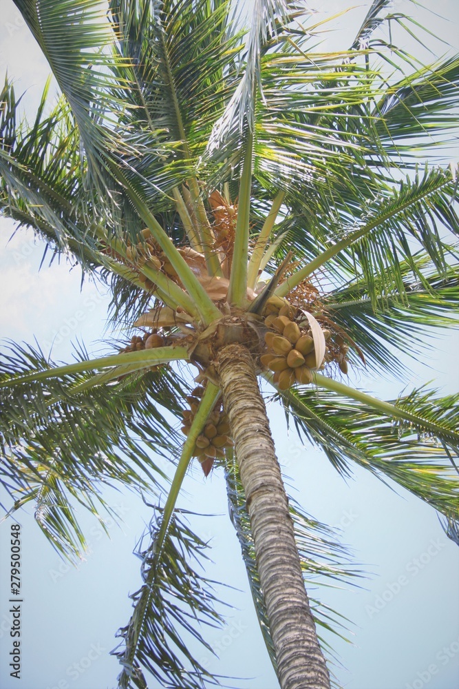 Obraz premium 椰子の木