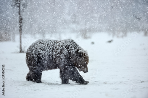 Brown bear in winter 
