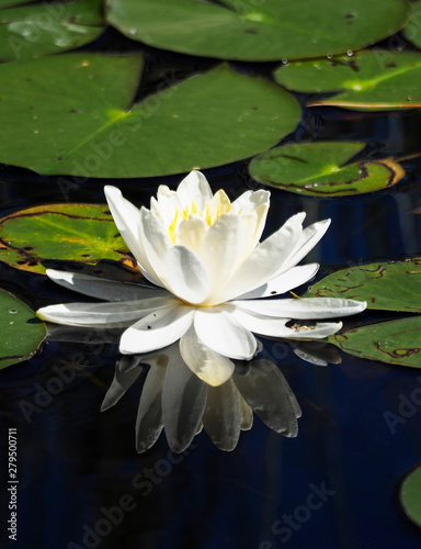 Floating white water lily with reflection