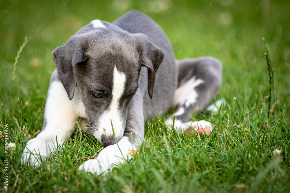 Greyhound puppy Greyhound puppy