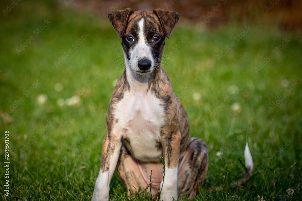 Greyhound puppy Greyhound puppy