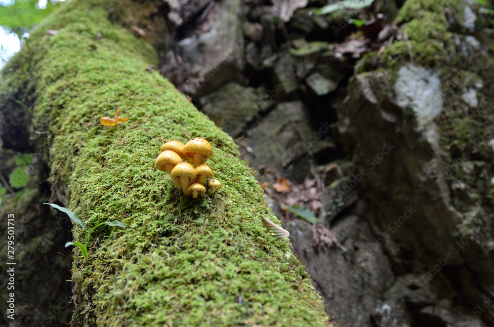 Obraz premium Photograph of mushroom growing naturally
