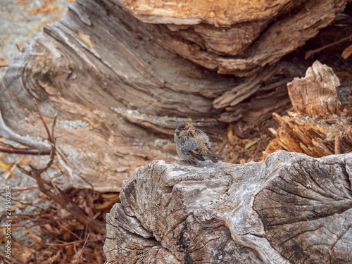 Sparrow on a tree log