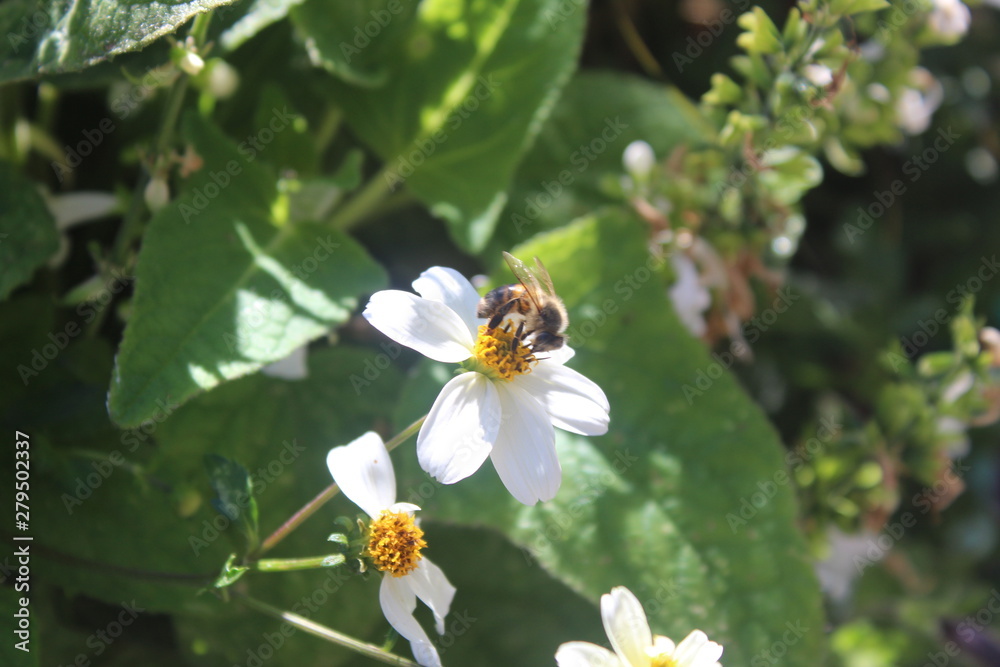 Fototapeta premium L'abeille et le nectar de la fleur blanche