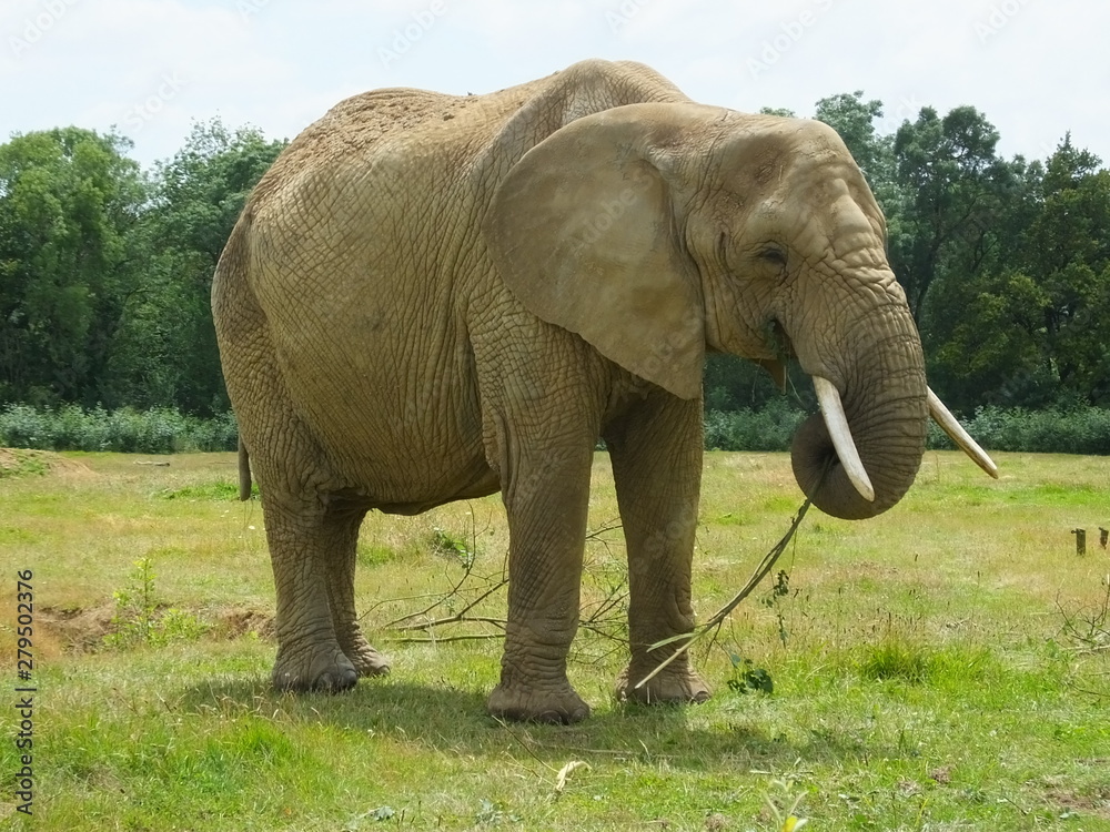 Fototapeta premium Elephant 8