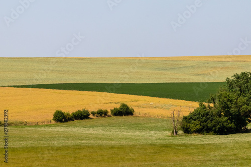 cereal fields in Lorraine, in eastern France