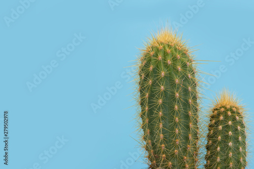 cactus on sky background