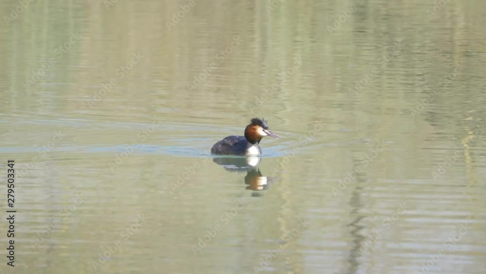 wild great crested grebe at nature reserve in south east England 4k 60 fps wild great crested grebe at nature reserve in south east England 4k 60 fps