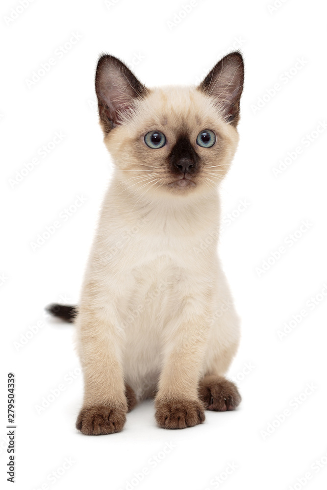 Small Siamese kitten