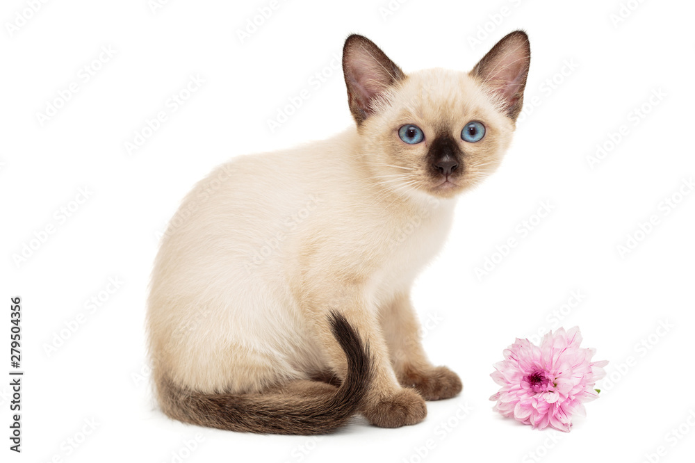 Small Siamese kitten and pink flower