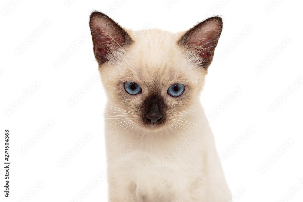 Portrait of a small Siamese kitten