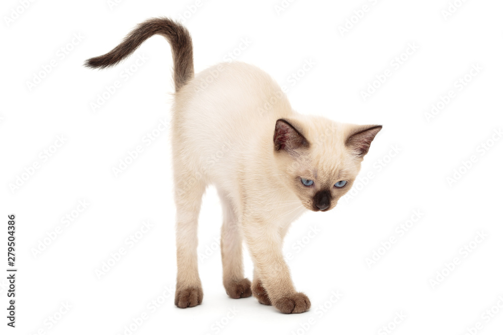 Siamese kitten arched back