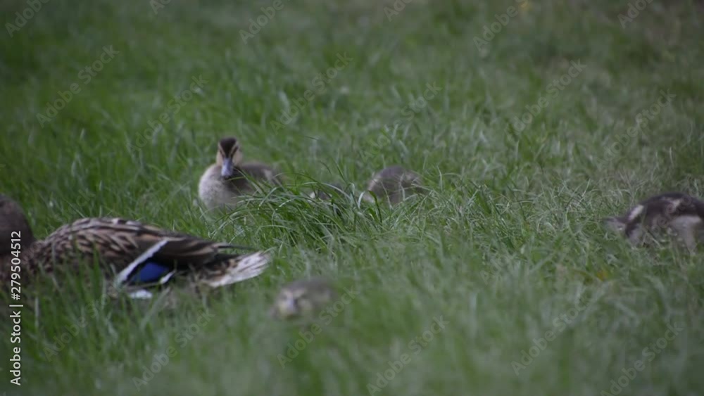 Duck family walks on green grass Duck family walks on green grass
