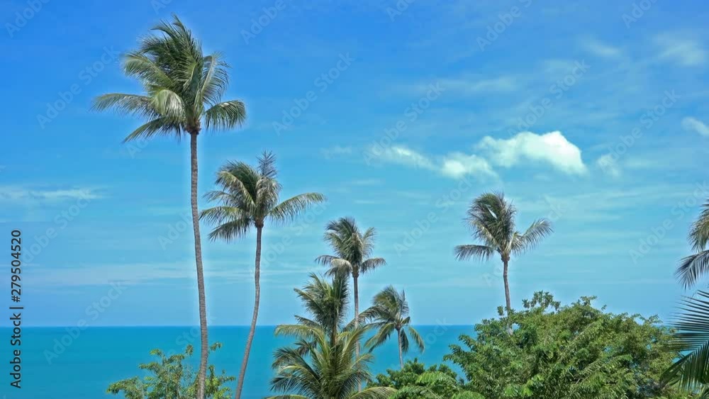 Palm trees in front of a vibrant blue ocean blow in a gentle breeze. Palm trees in front of a vibrant blue ocean blow in a gentle breeze.
