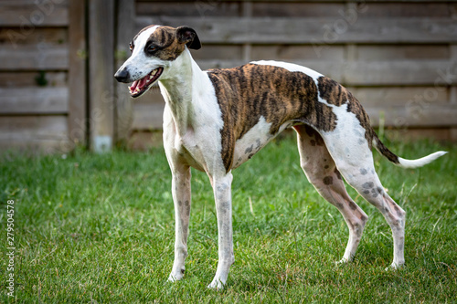 Greyhound dog