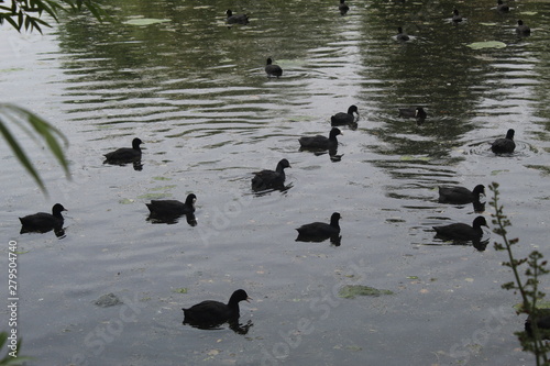 Картината върху платно La horde des canards