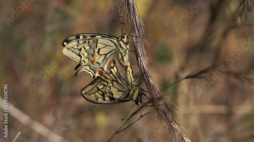   macaon butterfly couple, in reproduction time, with unfocused background     photo