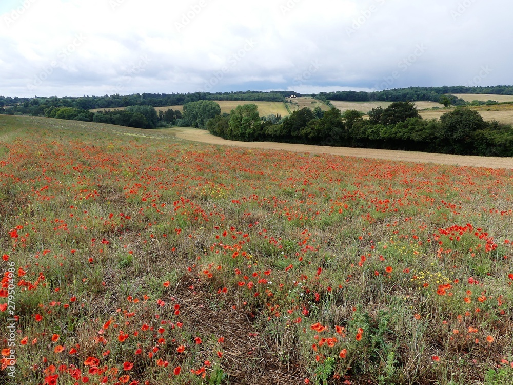 Beautiful poppy field overlooking the Chess Valley in the Chiltern Hills