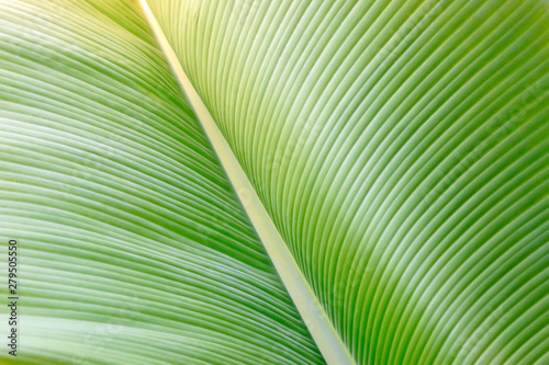 banana leaves