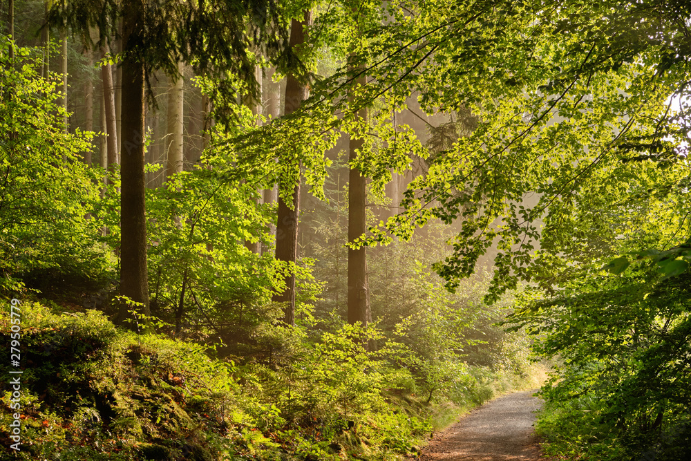 A footpath  leading through a beautiful green forest with fresh lush foliage in the evening light