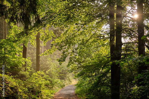 A footpath  leading through a beautiful green forest with fresh lush foliage in the evening light