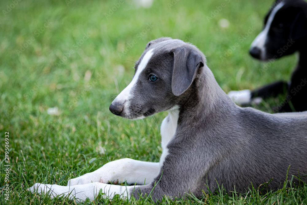 Greyhound puppy