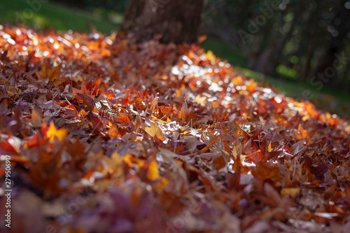 Autumn leaves in the park