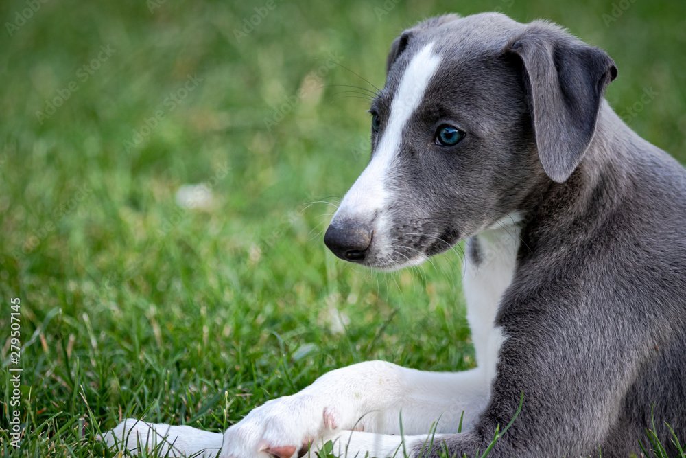 Greyhound puppy