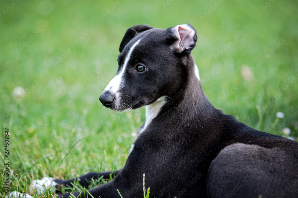 Greyhound puppy Greyhound puppy