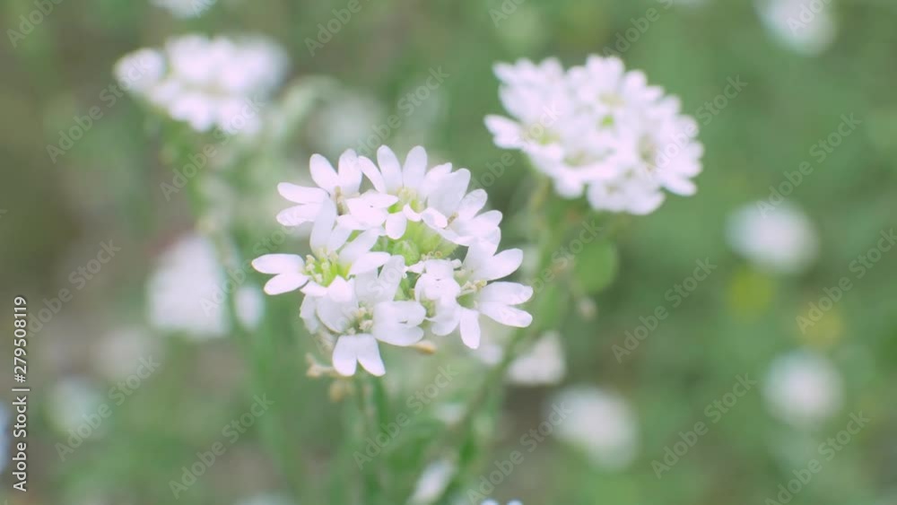 White blossom wild flower in field on green background White blossom wild flower in field on green background