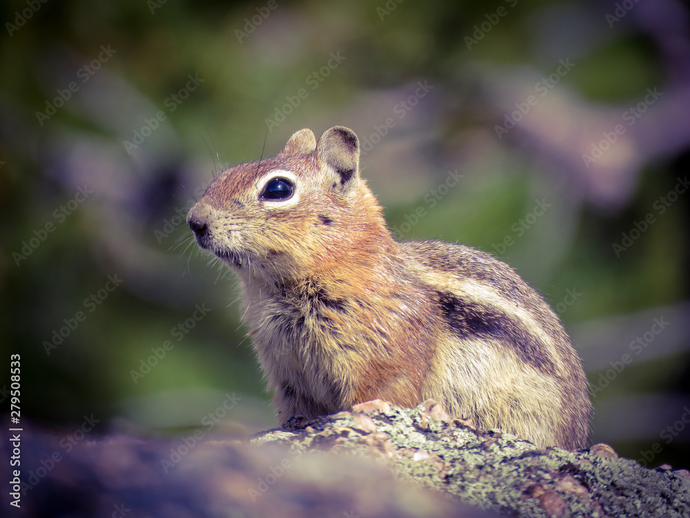 Fototapeta premium Chipmunk