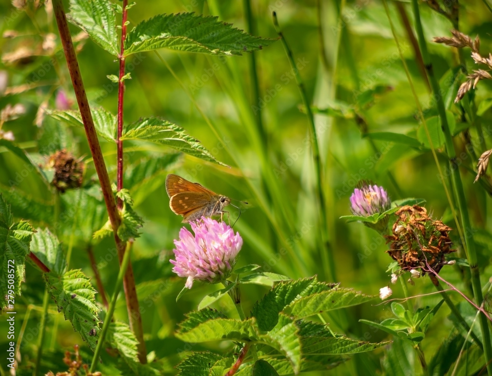 Large Skipper Butterfly, Ochlodes sylvanus, feedingon clover. Beautiful natural setting. Large Skipper Butterfly, Ochlodes sylvanus, feedingon clover. Beautiful natural setting.