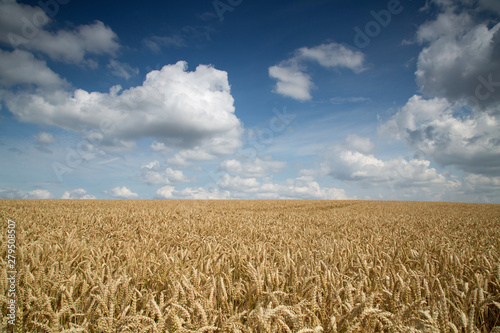 sky and field of wheat