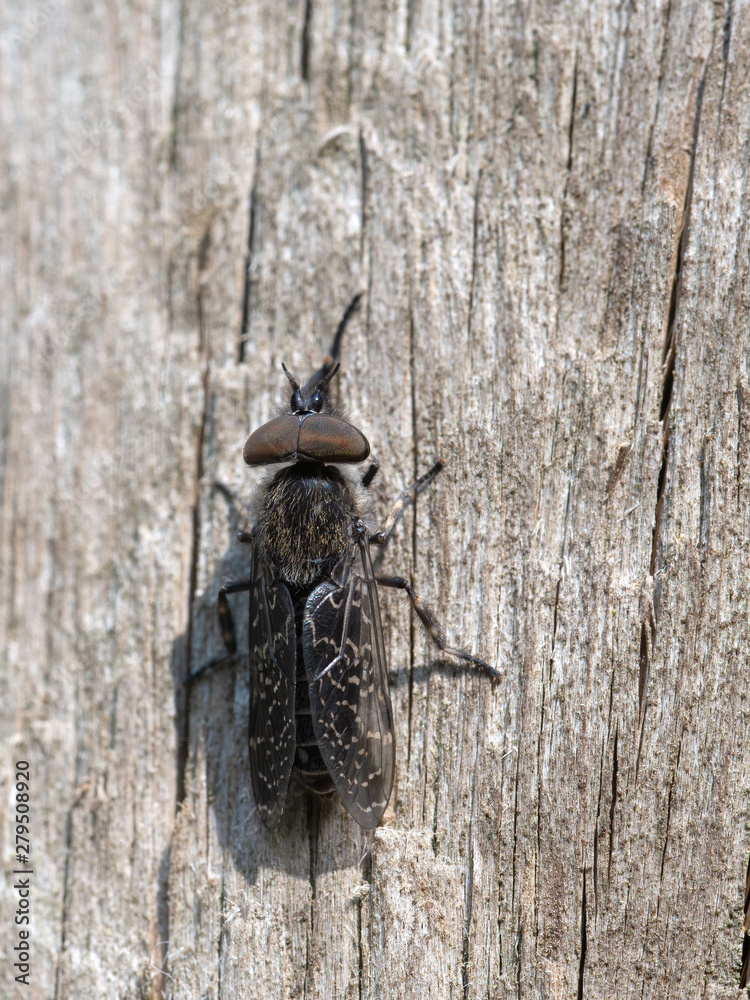 Haematopota crassicornis - horsefly. Male. Huge compound eyes. Haematopota crassicornis - horsefly. Male. Huge compound eyes.