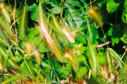 autumn natural yellow grass oats, barley, wheat on the background of green leaves photo