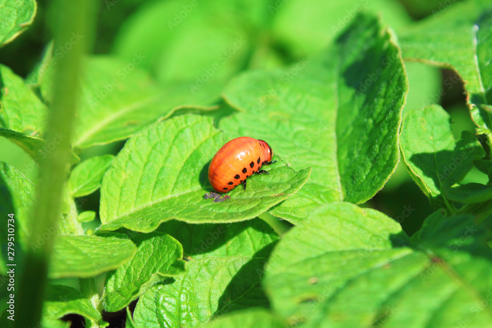 Colorado beetle on the leaves. Close-up. Background. Colorado beetle on the leaves. Close-up. Background.