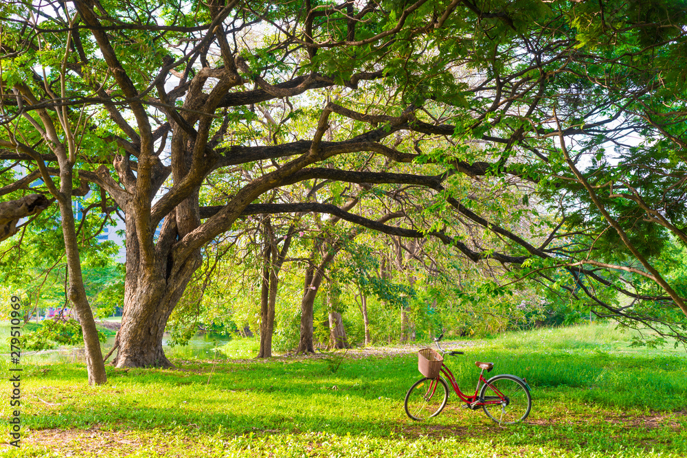 Red bike under tree in green city park Red bike under tree in green city park