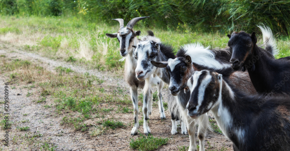 five goats on a background of grass carefully watching five goats on a background of grass carefully watching