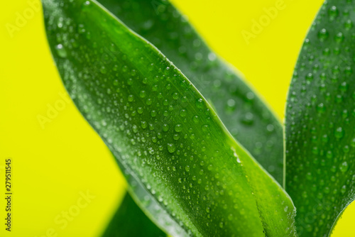 Fresh Green Lucky Bamboo stalks and leaves on bright yellow background. Scientific name: Bambusoideae. Gramineae family.