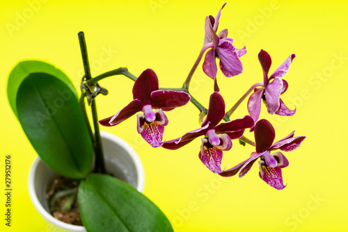 Blooming Mini Velvet Burgundy Phalaenopsis Orchid Plant isolated on bright yellow background. Moth Orchids. Tribe: Vandeae. Order: Asparagales.