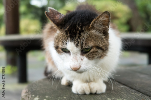 避妊手術を受けた猫