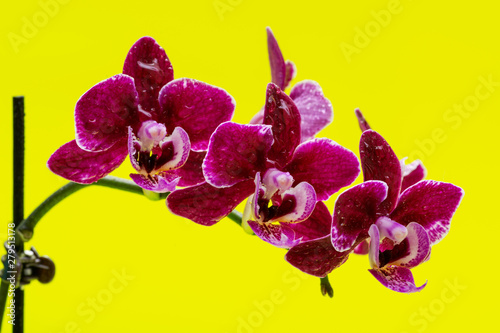 Blooming Mini Velvet Burgundy  Phalaenopsis Orchid Plant isolated on bright yellow background. Moth Orchids. Tribe: Vandeae. Order: Asparagales. photo